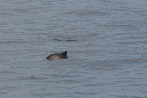 Harbour porpoise, 220807 W Cork © Padraig Whooley, IWDG